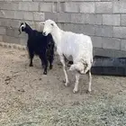 شاه وعنز كفو