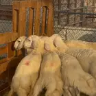 حريات كفو طرف وظهر