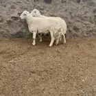 طليان اضاحي واحد سديس وواحد جامع
