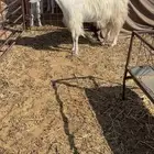 ماعز مضاريع