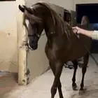 حصان واهو ( جمال )