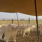 طليان ورخال حري 57 راس للبيع