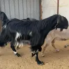 22 معزا عرارض كفو بفحلها مراحي الخاص