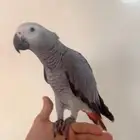 كاسكو