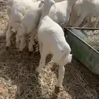 بهم حري مراح نضيف