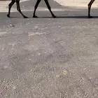 القحه ثنو على جميع الشروط