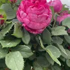 ورد طايفي. والورد السلطاني.