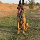 ذكر الراعي البلجيكي ملينو