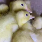صوص بط