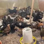 صوص اسود وبلدي