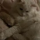 قط ذكر للتزاوج