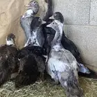 فروخ بط بح