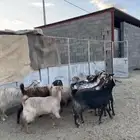 معزا دفع للبيع