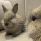 أرانب فطام للتربية فالبيت