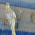 طير كروان ذكر اليف