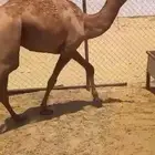 قعدان للبيع كفو بلديه شرط التواصل اتصال