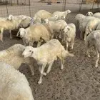 طليان حري نظيف زوجات