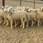 طليان للبيع