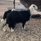 للبيع فحل نجد مشروط