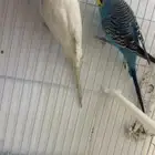 زوج بادجي هولندي