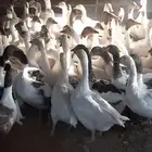 وز بلدي