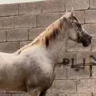 خيل