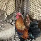 دجاج عربي كفوو