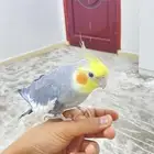 كروان متكلم
