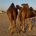 بكار سواحل (3)