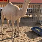 قعود حق حاكمي