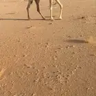للبيع لقحه وضحا
