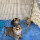 قطط سكوتش ستريت فولد برتش مسجلين للبيع قطط