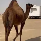 لقحه صفرا طيبه