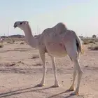 ناقه ضريبه