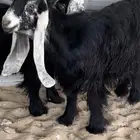 جفار عوارض صنف