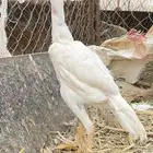 دجاج سندي بيور