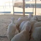 بهم حري