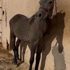 مهره شعبيه