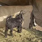 مشروع فحل عارضي للبيع