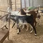 جفار