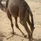 قعود لباني على حليب امه اثمان