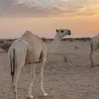 بكره حبسونيه العمر سنه ونص السوم 15 في المراح