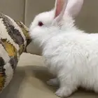 أرنب كيوت للبيع