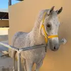 حصان