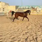 فرس واهو فاخره