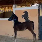 مهرة شعبية