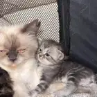 قطط للبيع