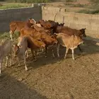 حسايل اناثي فواخر