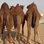 ثلاث ابل سواحل دهم لقحات