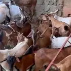 تيوس وخرفان